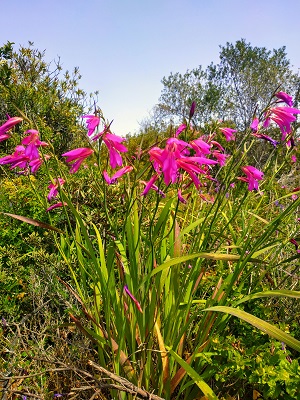 gladiolus italicus, οι γνωστές μαχαιρίδες